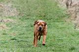 TOSA INU 552